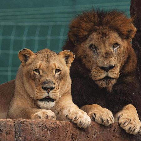 Lions View Accommodation Mbombela Eksteriør bilde