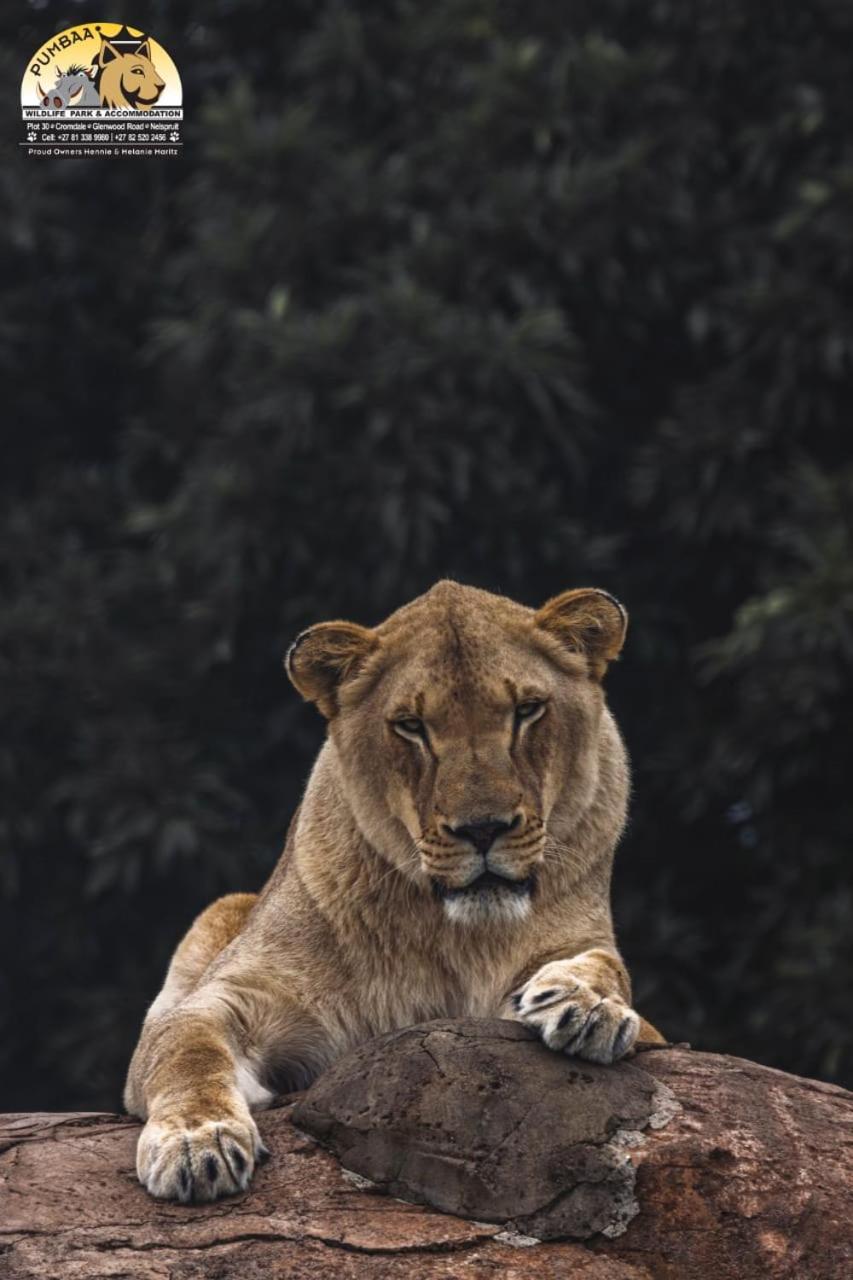Lions View Accommodation Mbombela Eksteriør bilde