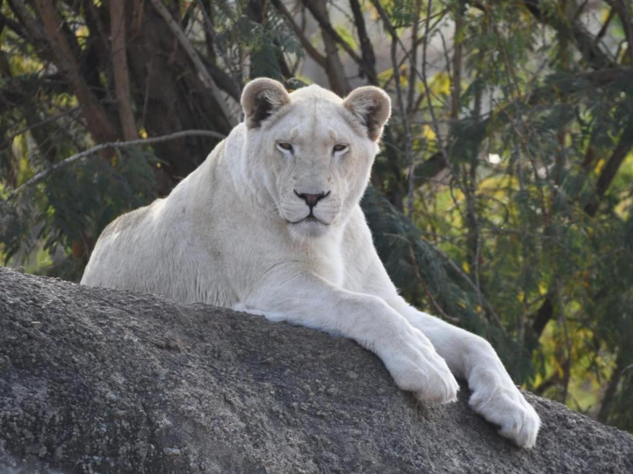 Lions View Accommodation Mbombela Eksteriør bilde