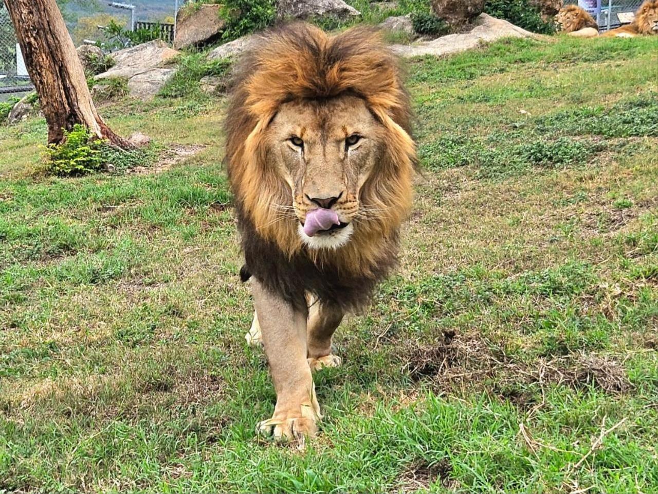 Lions View Accommodation Mbombela Eksteriør bilde