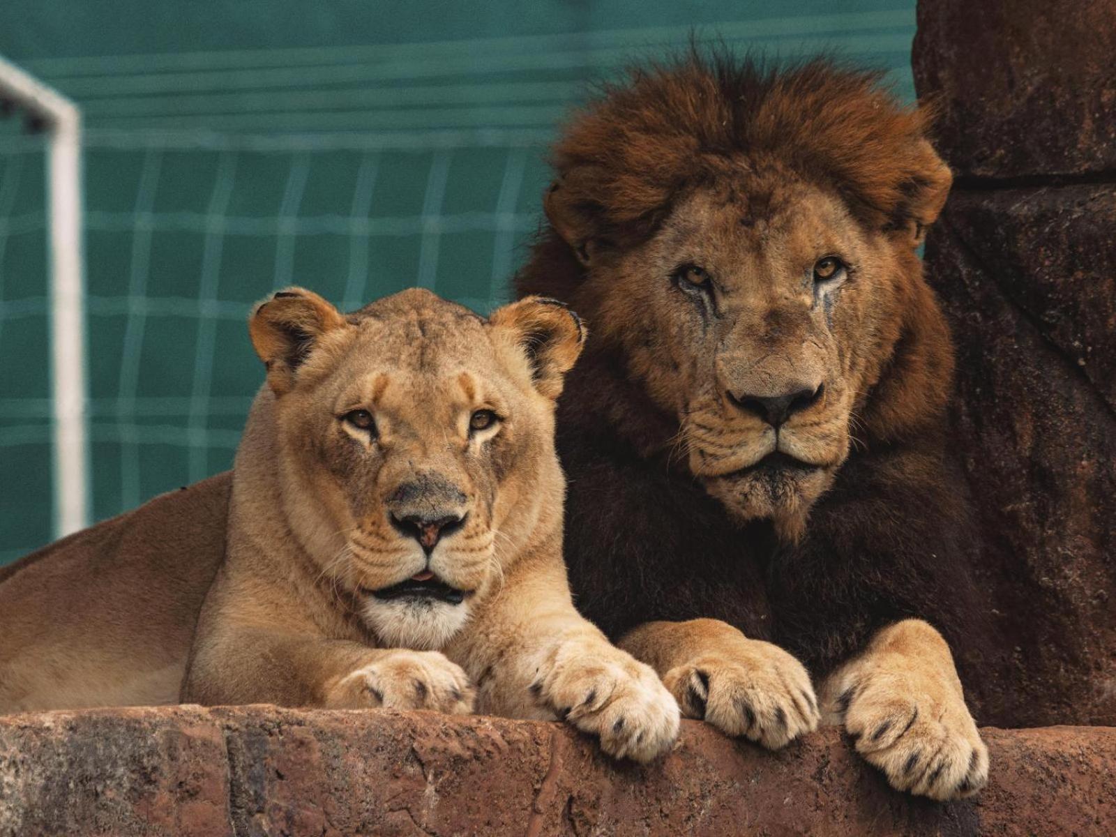 Lions View Accommodation Mbombela Eksteriør bilde