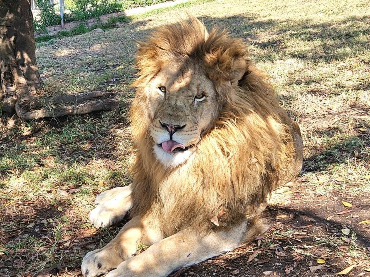Lions View Accommodation Mbombela Eksteriør bilde